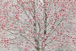 Berries